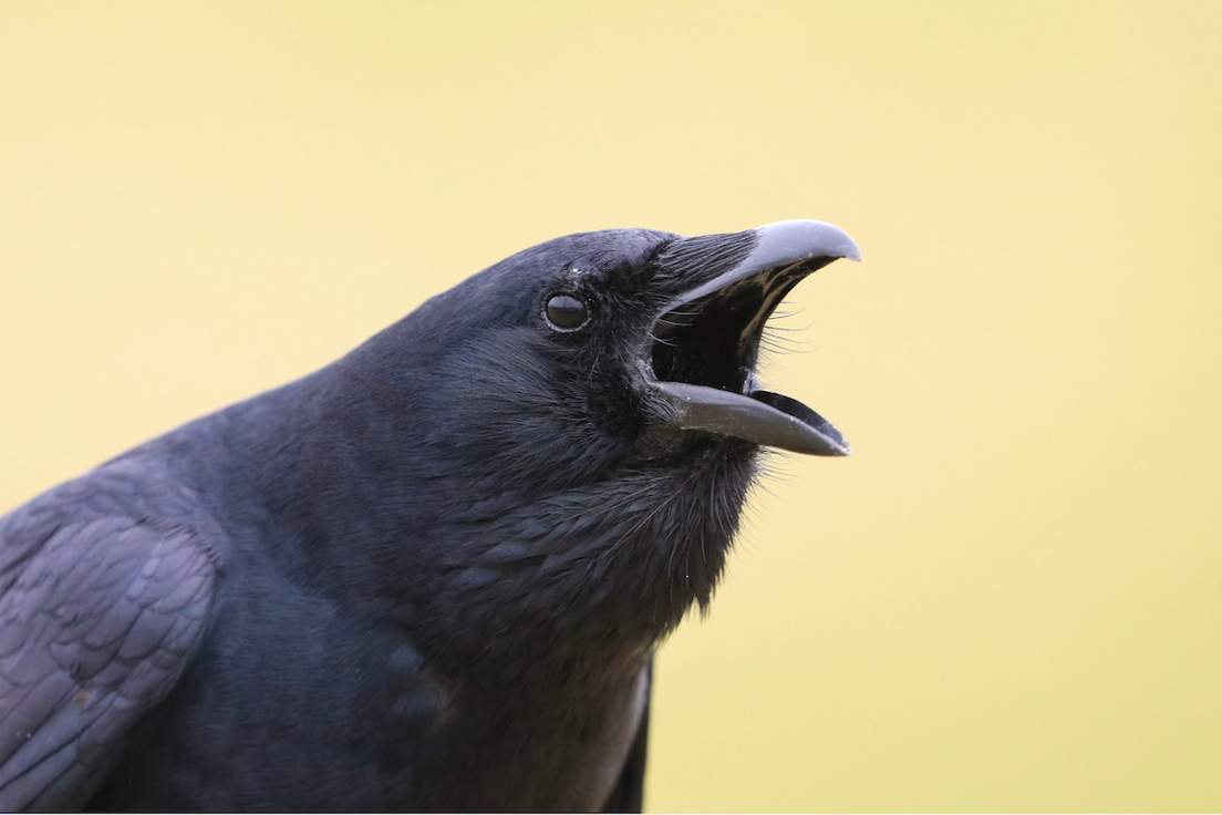 15 Bird Sounds And The Birds Who Make Them Merriam Webster